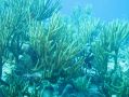 Les coraux, très fragiles, recouvrent une grande partie des fonds marins