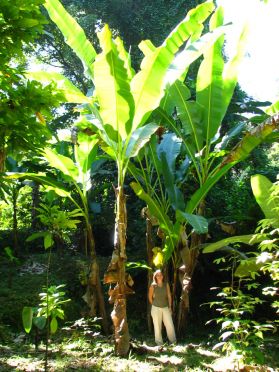 L'endroit vaut tant pour les chutes que pour l'environnement tropical...