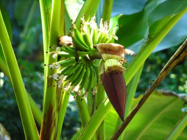Quelques petites bananes, ca vous tente ?