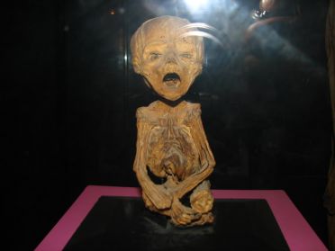 La fiert&eacute; du mus&eacute;e : un foetus de 5 ou 6 mois momifi&eacute;, la plus petite momie du monde !