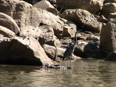 Les oiseaux sont extrêmement nombreux ici
