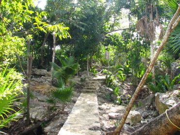 L'environnement tropical entoure les c&eacute;notes