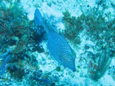 Nous croisons la route de nombreux poissons colorés