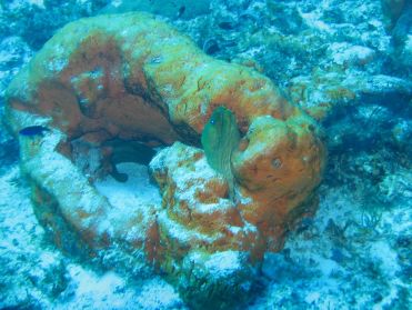 Enfin nous revoici  sous l'eau !