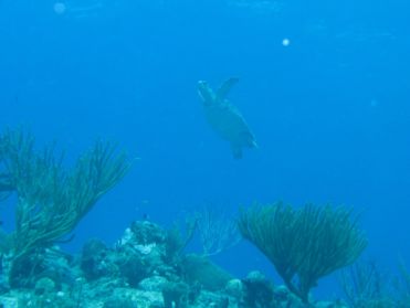 Première rencontre avec une tortue, le site de Tortuga porte bien son nom !