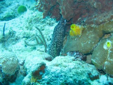 Une jolie petite mur&egrave;ne tachet&eacute;e