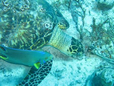 Les tortues ne voient pas à plus d'un mètre devant elle