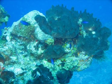 Premi&egrave;re plong&eacute;e aux environs de Cozumel