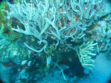 En s'approchant, on distingue toute la vie autour des coraux