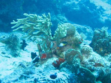 Les fonds de Palancar Gardens