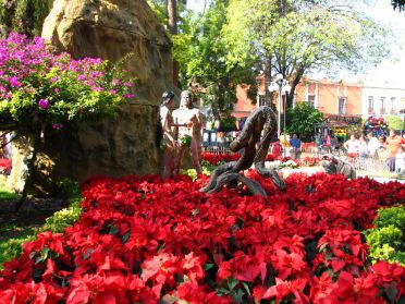 Pour les f&ecirc;tes de No&euml;l, le jardin (ainsi que toute la ville) est fleuri de milliers de pointetias