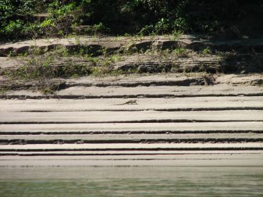 Un iguane venu se promener au bord de la rivi&egrave;re