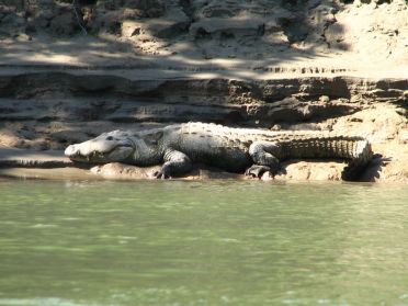 La aussi, de nombreux gros crocodiles peuplent les eaux de la rivi&egrave;re