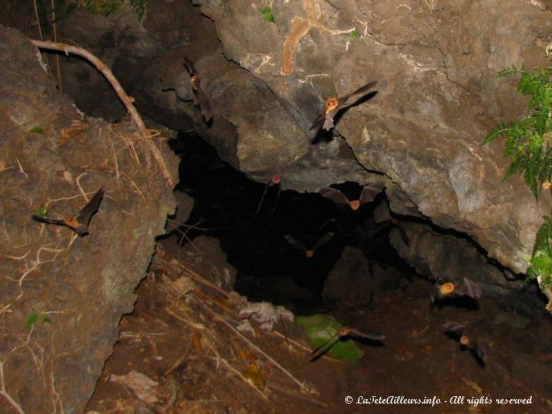 Elles ont trouvé des abris idéaux dans les tunnels de lave du volcan