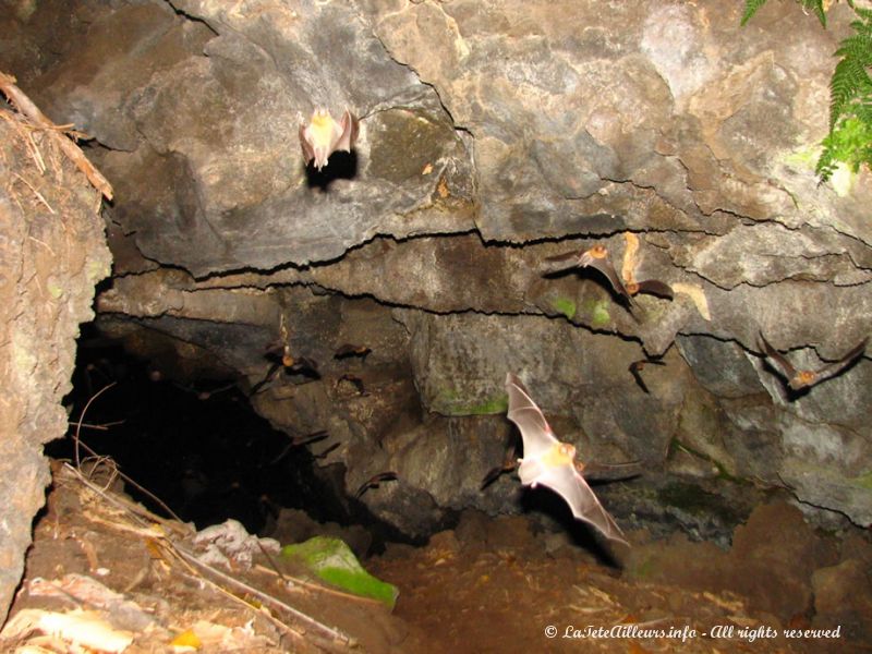 Trois espèces de chauve-souris vivent ici