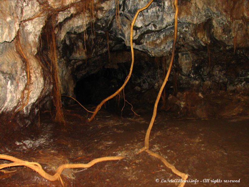 La végétation a maintenant repris ses droit et se faufile on-ne-sait-comment à travers la roche volcanique