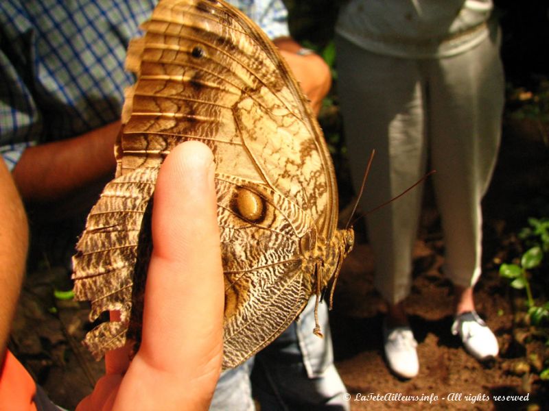 Un gros papillon de l'élevage du parc