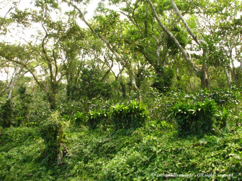 On trouve de nombreuses plantations de café sur les pentes fertiles du Mombacho