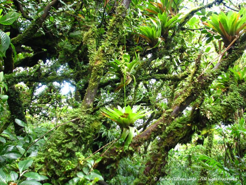 Dans cette forêt humide, les orchidées poussent à même les branches des arbres