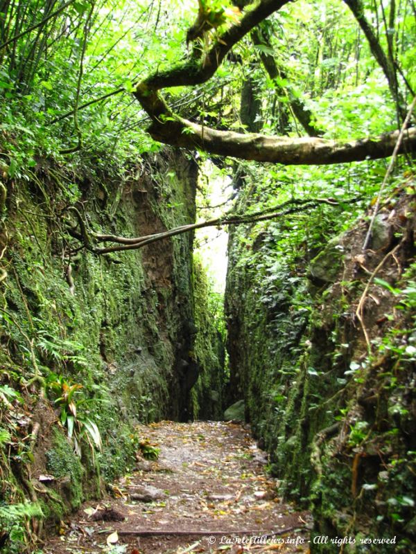 Le passé volcanique du Mombacho a laissé de curieux tunnels de lave