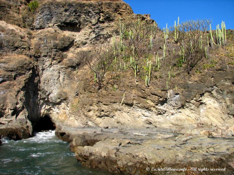 De nombreux cactus poussent sur la côte aride du Pacifique