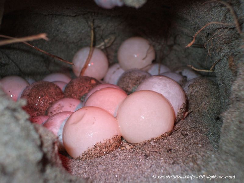 Dans quelques semaines, de jolies petites tortues sortiront de ces oeufs