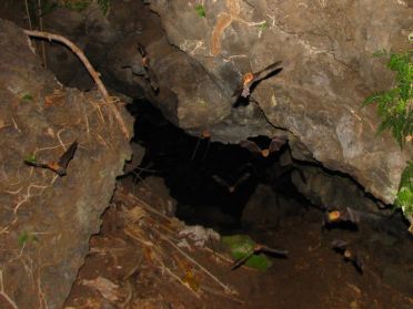 Elles ont trouv&eacute; des abris id&eacute;aux dans les tunnels de lave du volcan