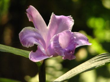 On y trouve &eacute;galement de nombreuses orchid&eacute;es, comme cette ''fleur d'un jour''