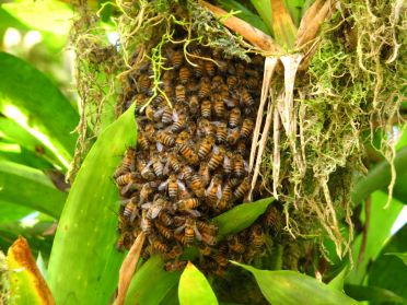 Un curieux essaim d'abeille... en abeilles !