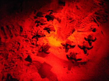 Des bébés tortues à peine sortis du nid !