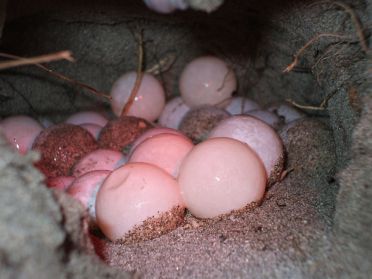 Dans quelques semaines, de jolies petites tortues sortiront de ces oeufs