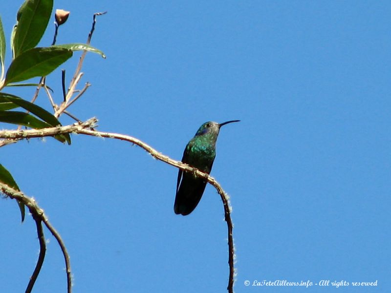 Un très joli petit colibri