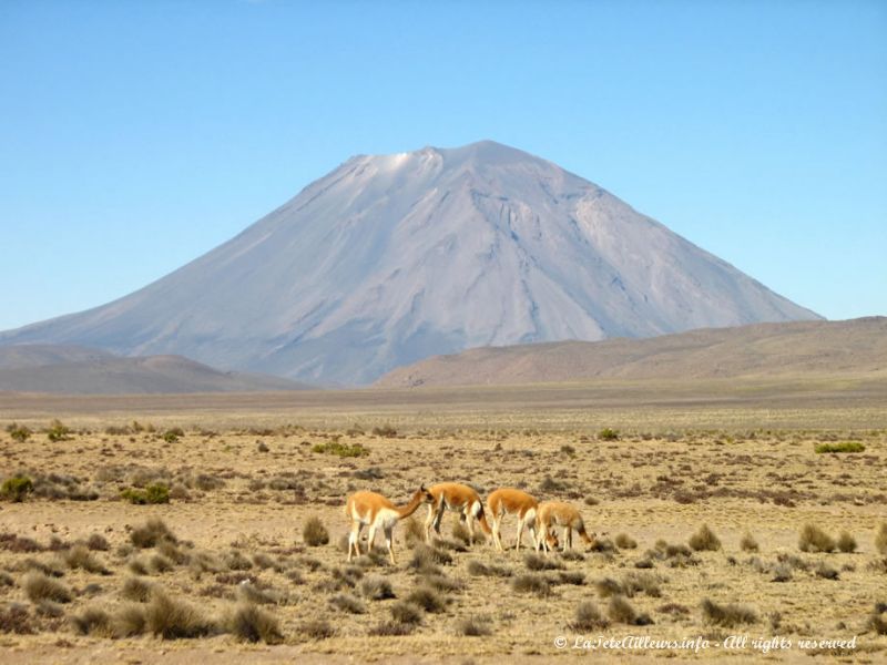 Paysages de la réserve pampas Cañahuas avec, au fond, le volcan Misti