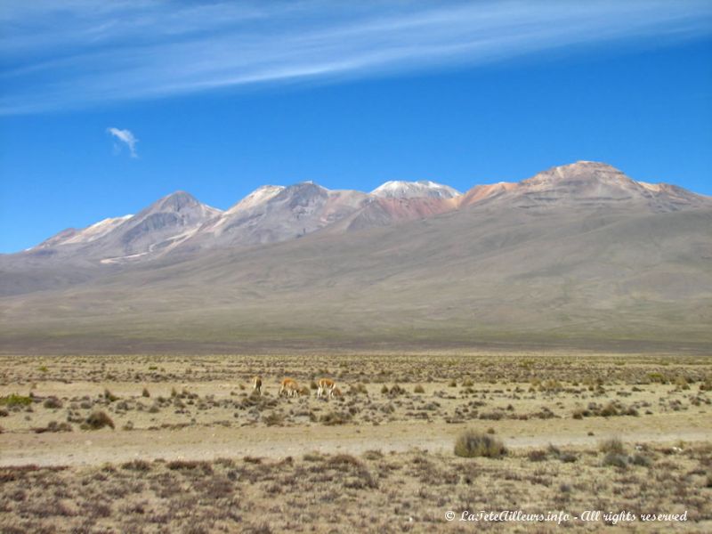 Vigognes devant le volcan Chachani dans la réserve pampas Cañahuas