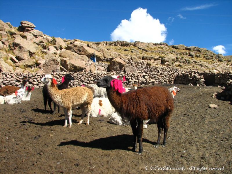 Lamas et apagas péruviens tout en beauté !