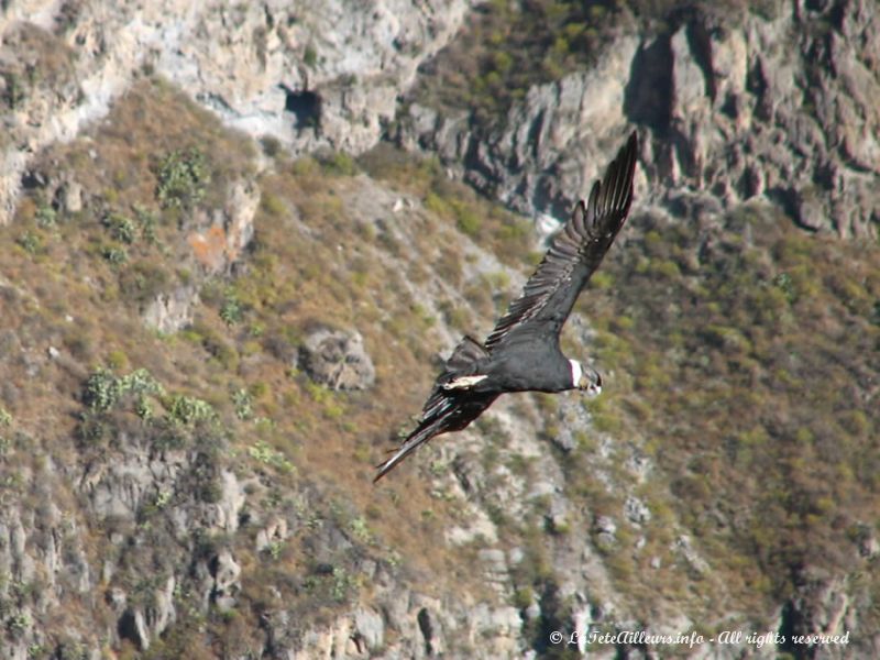 Condor des Andes péruviennes