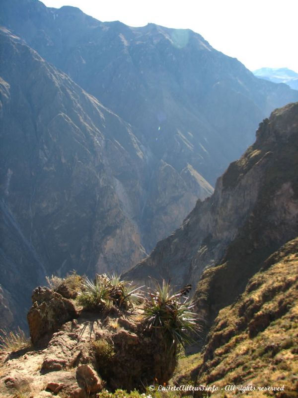 Le canyon de Colca, 1615m de haut !