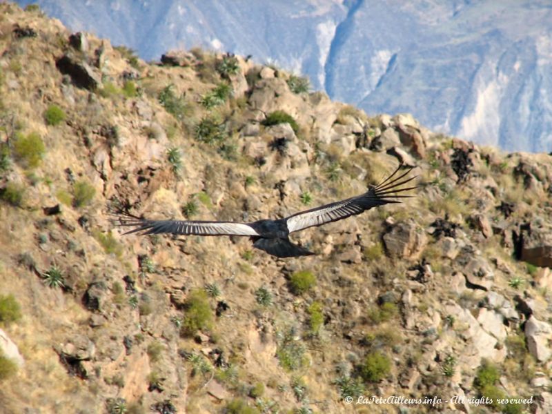 Condor des Andes au Pérou