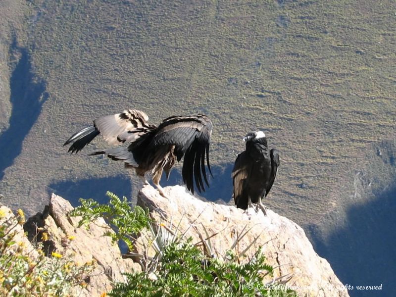 Deux condors des Andes