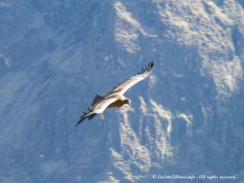 Condor au canyon de Colca, Pérou