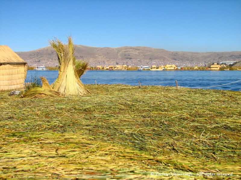 La totora, épaisse couche de roseaux qui supporte ces îles du lac Titicaca