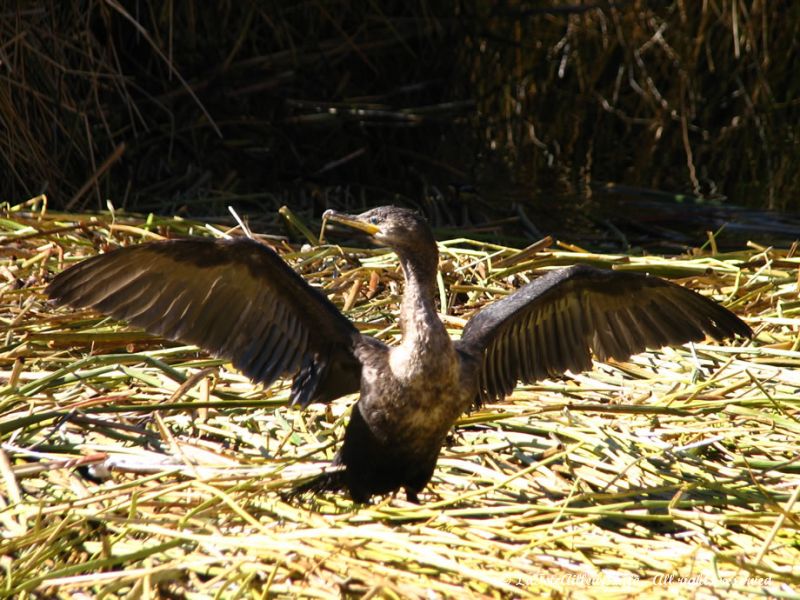 Des ailes pour voler mais une patte attachée...