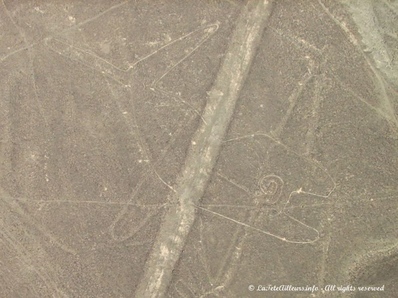 Premières lignes vues du ciel : la baleine