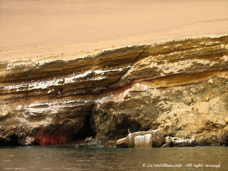 Tout proche du parc national de Paracas, les oiseaux sont déjà bien présents