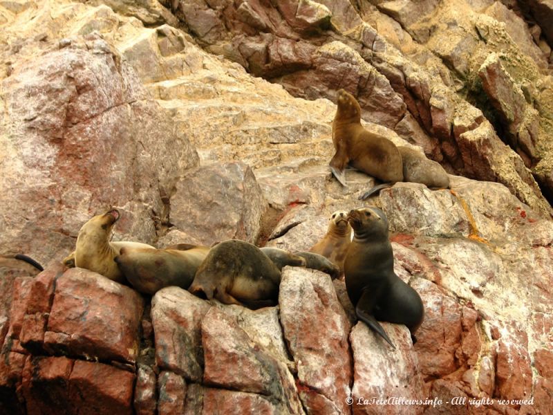 Toute une colonie d'otarie vit paisiblement sur les îles Ballestas