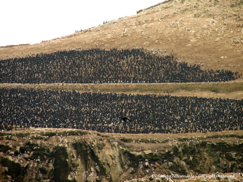 Tout simplement une immense colonie d'oiseaux !