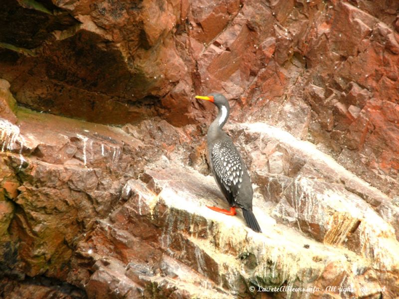 Un superbe cormoran