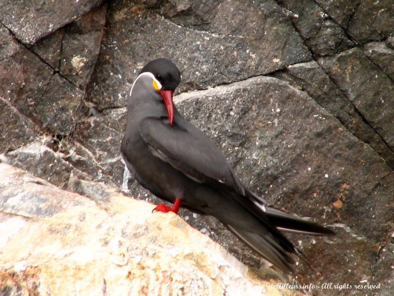 Quels superbes oiseaux que ces zarcillos (ou larosterna inca) !