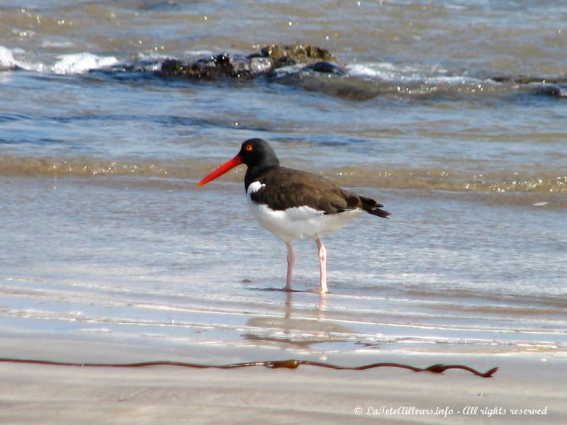 Un joli brujillo, oiseau mangeur d'huîtres