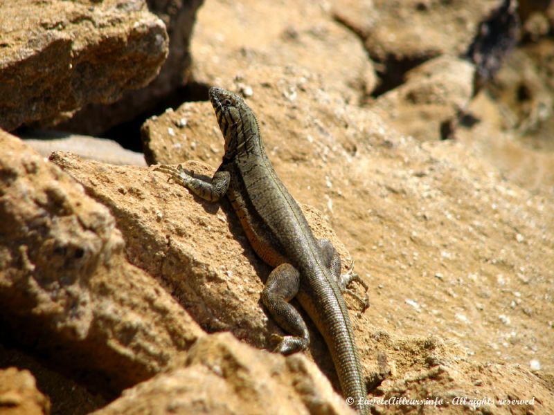 Et un dernier gros lézard